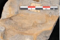 Foto (Detailansicht) von Palaeocassia lanceolata Ettingshausen (NHMW-GEO-2024-0188-10601)